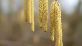 Frühlingserwachen bei Pfannen Harecker: Blühende Haselnusszweige als Vorbote für frische, saisonale Rezeptideen.
